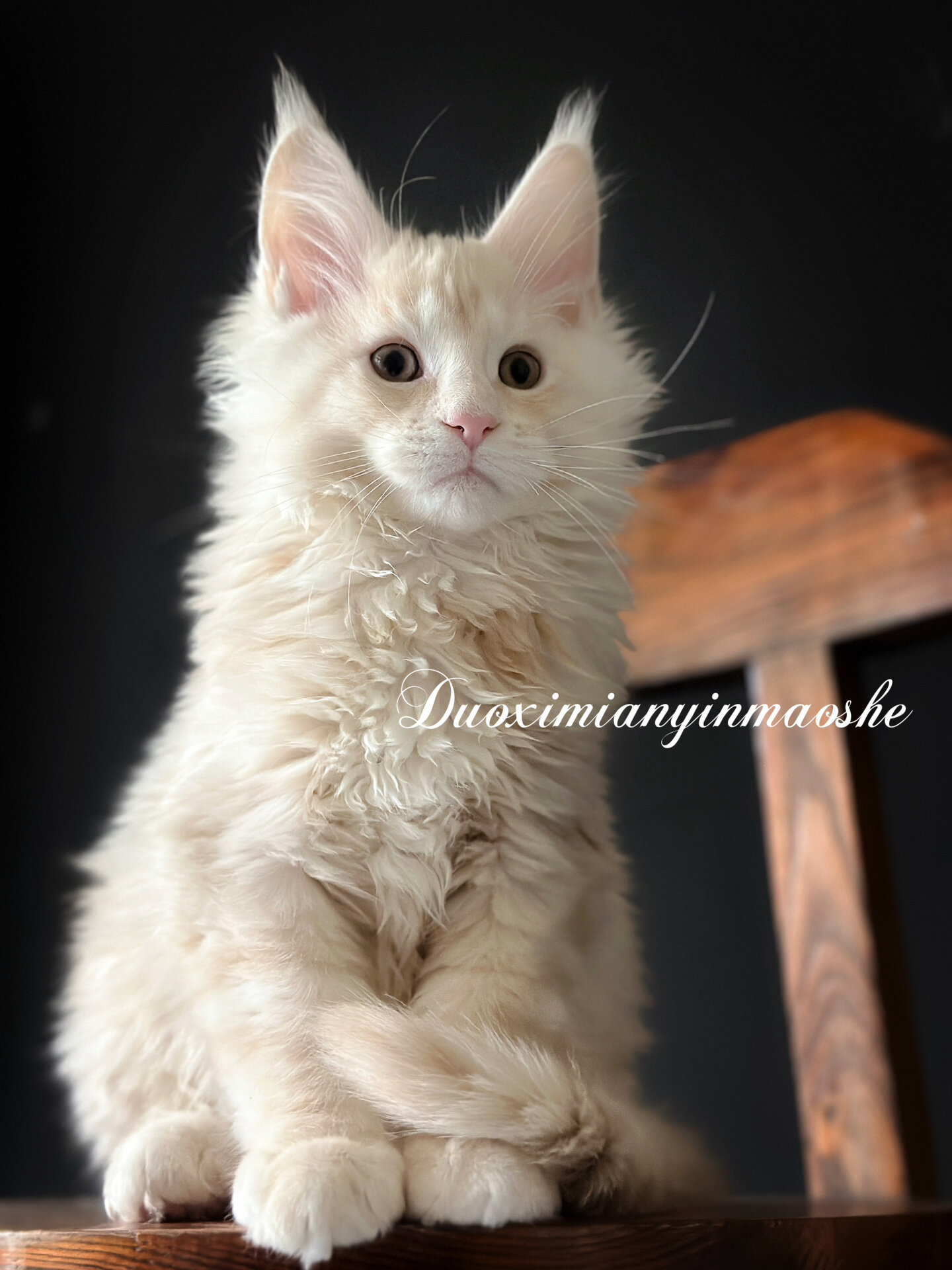 浅凯米尔色缅因猫|奶油色 我心中最美的男神