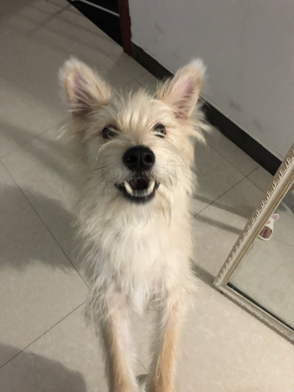 如题 崽崽是雪纳瑞柴犬串串 雪纳瑞是妈妈 他妈妈生他的时候 还得剖腹