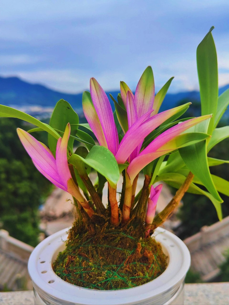 好养易活到七彩石斛兰 七彩石斛兰,过年期间开花,花开浓香