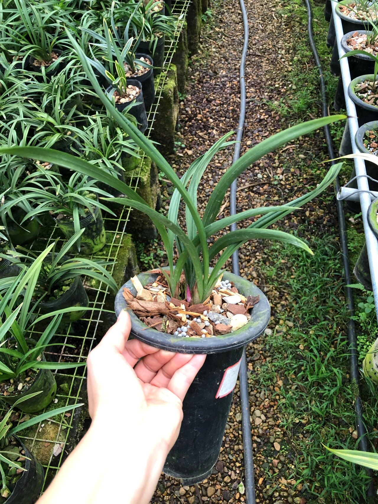 建兰红玉3苗带花