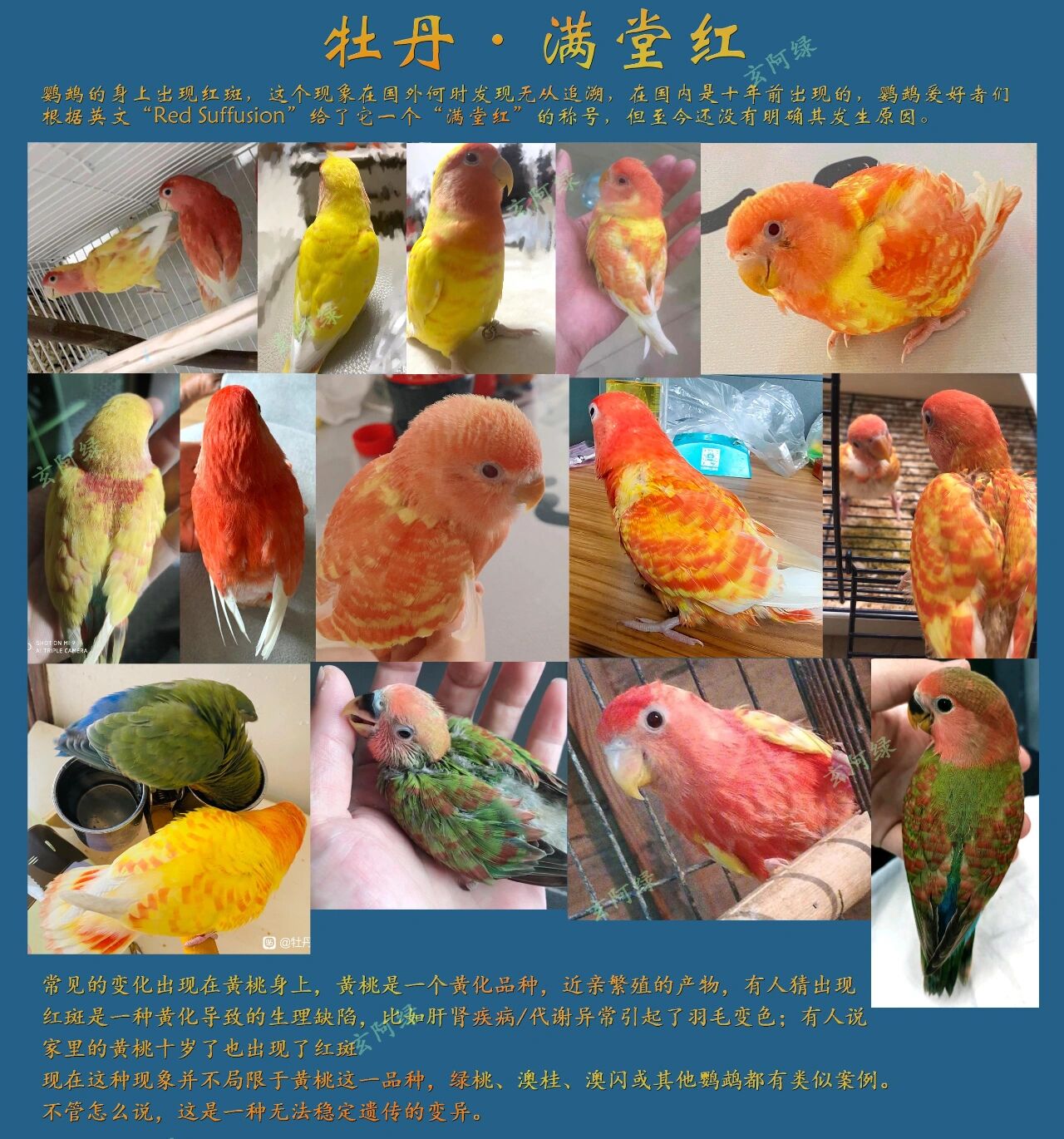 满堂红牡丹鹦鹉