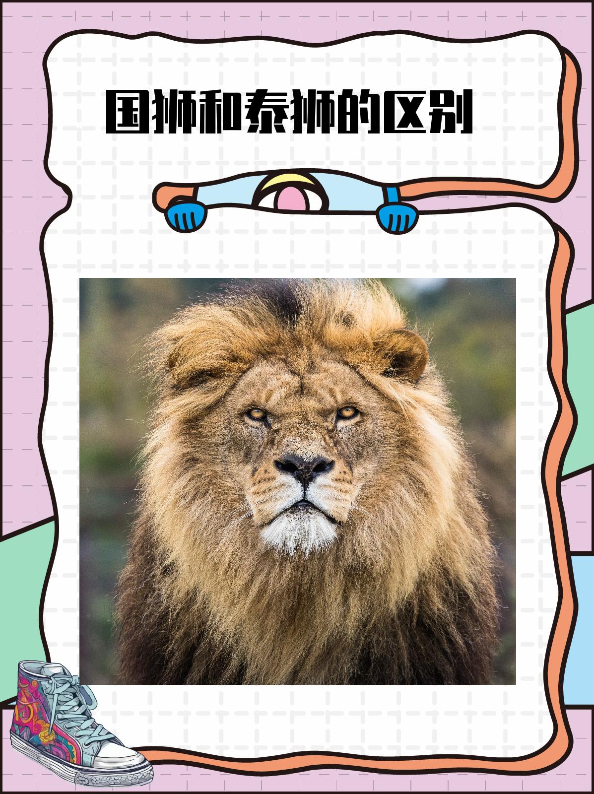 国狮和泰狮的区别 我认为,国狮和泰狮虽然都是狮子的形象,但由于起源
