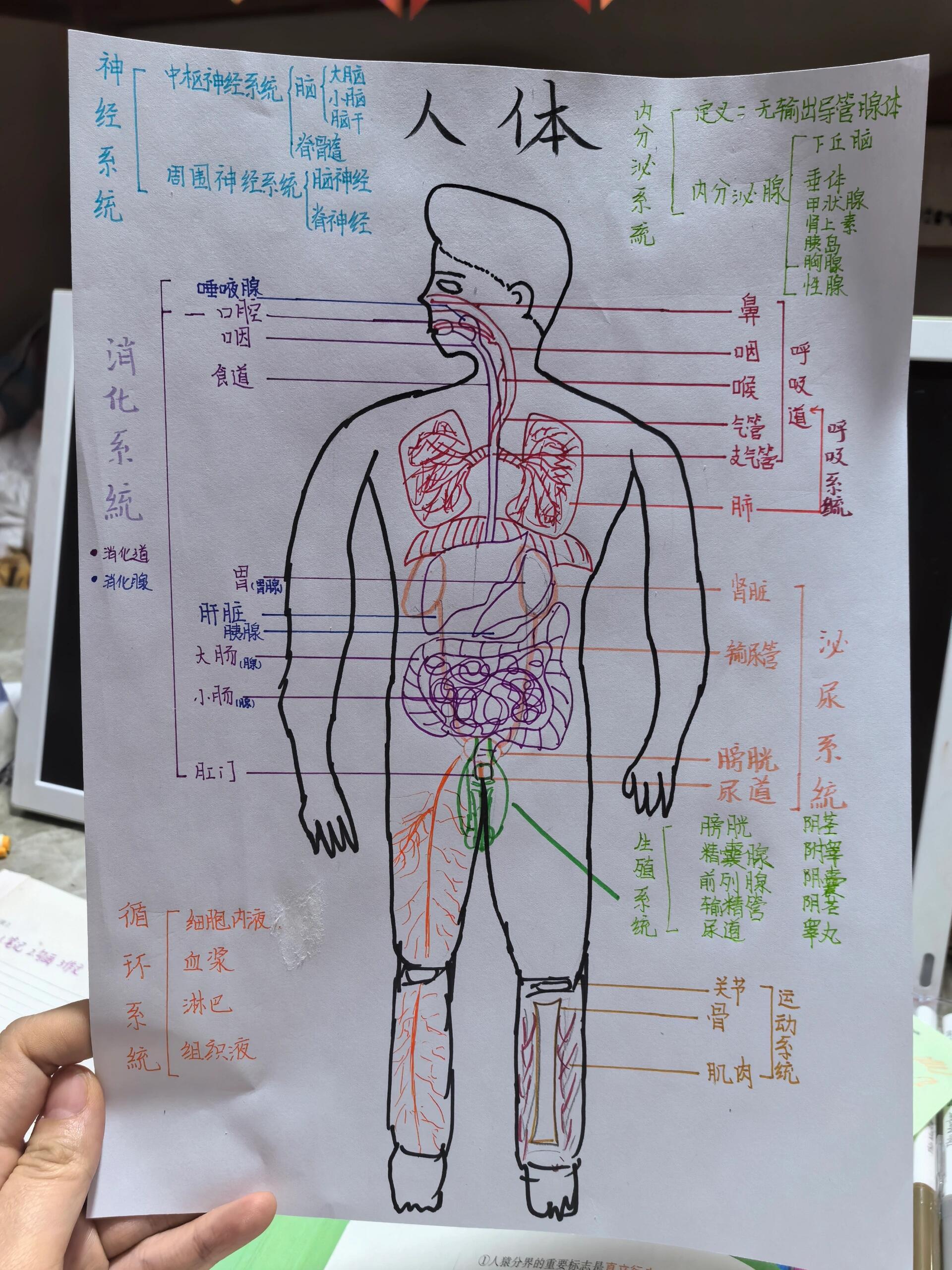 人体运动系统简图手绘图片