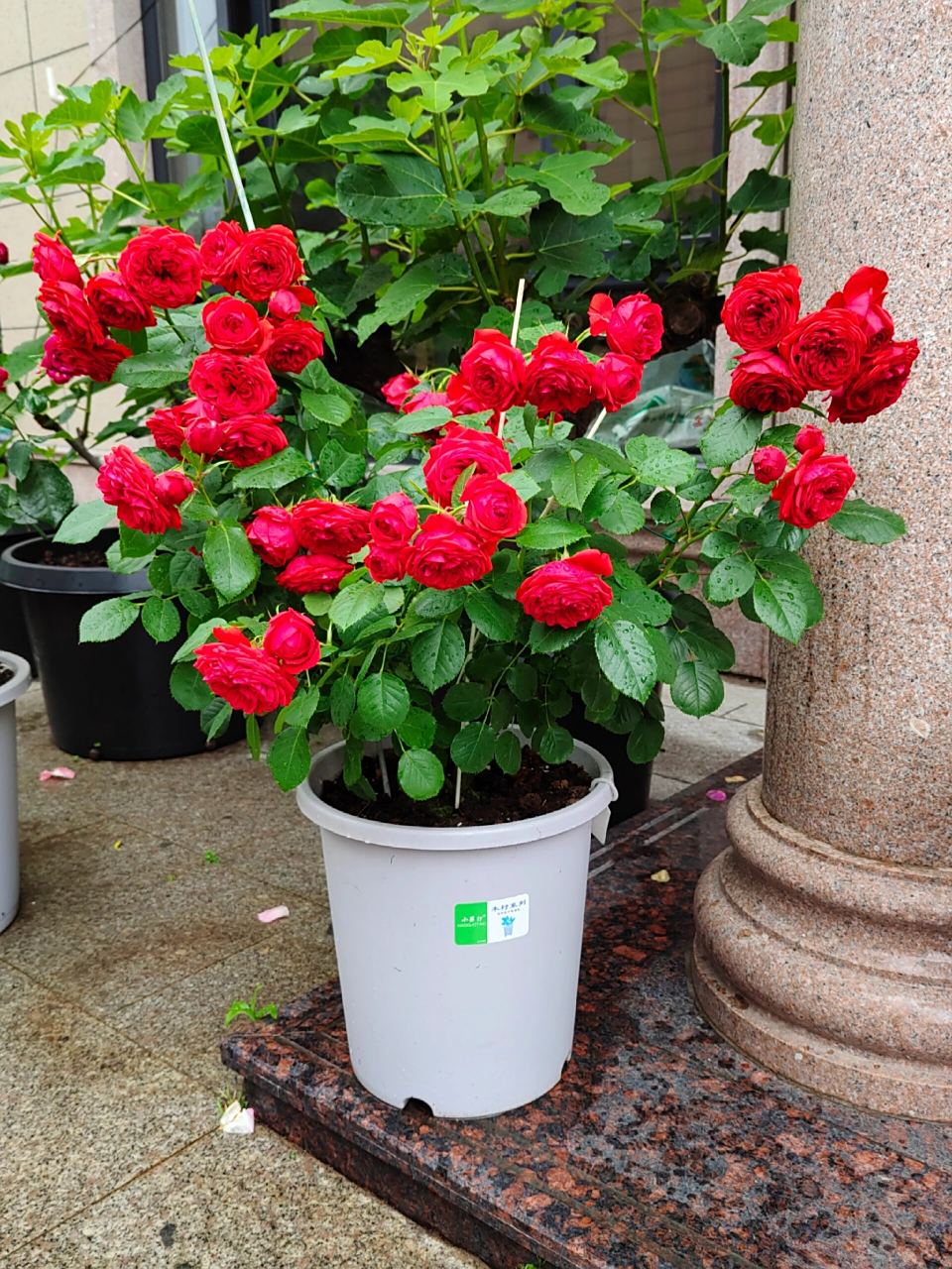 月季测评之 大地主/红苹果 大地主,红苹果据多方考证应该是同一品种