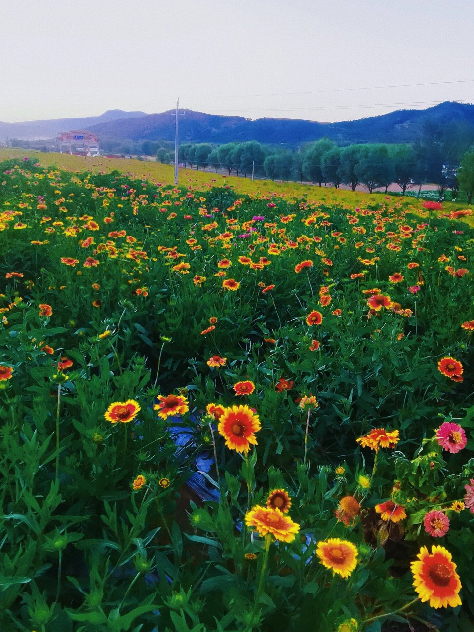 赤峰最漂亮的马鞍山花海 花期大概还有10—15天