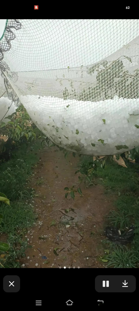 据说昨天淄博的临淄下冰雹了,而且下的冰雹好大好大,不知道农民的庄稼
