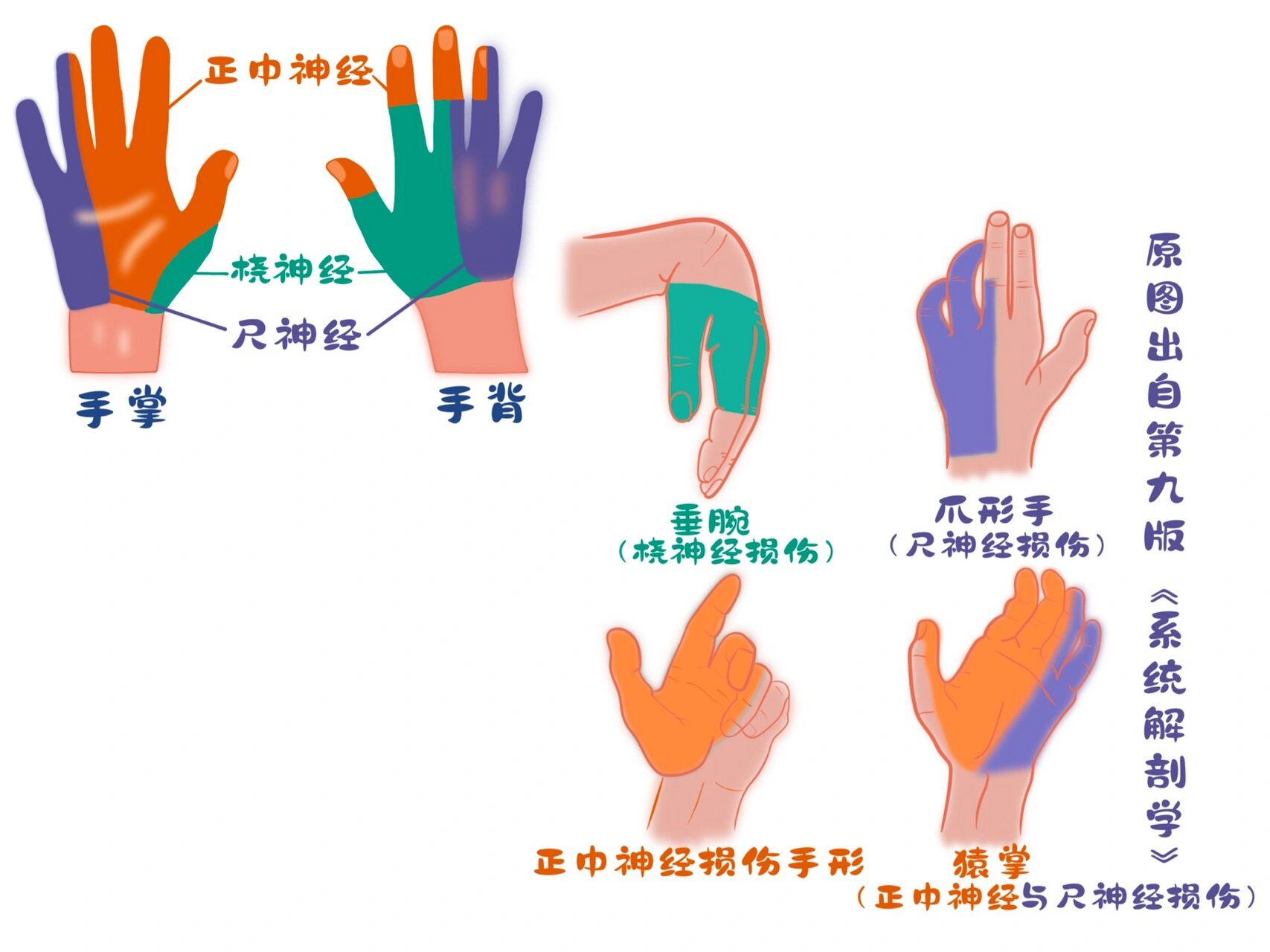 桡神经&尺神经&正中神经