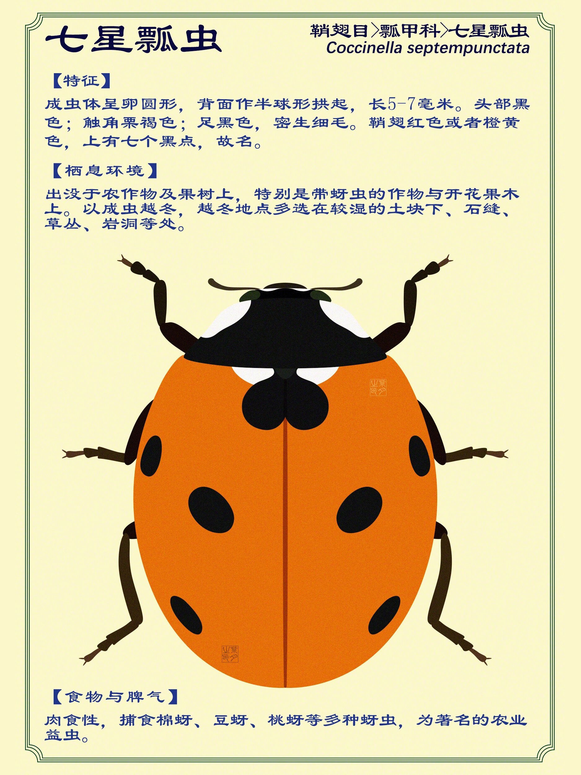 🐞 鞘翅目,瓢甲科,七星瓢虫 🎨 绘图笔记:越是简单的结构越恃难