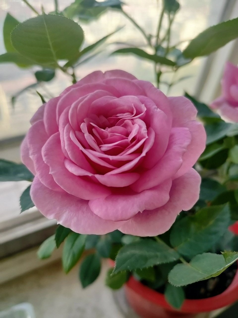 月季品种淑女 去年购于缤纷育种家,那种一盆多棵的扦插苗,都说这种多