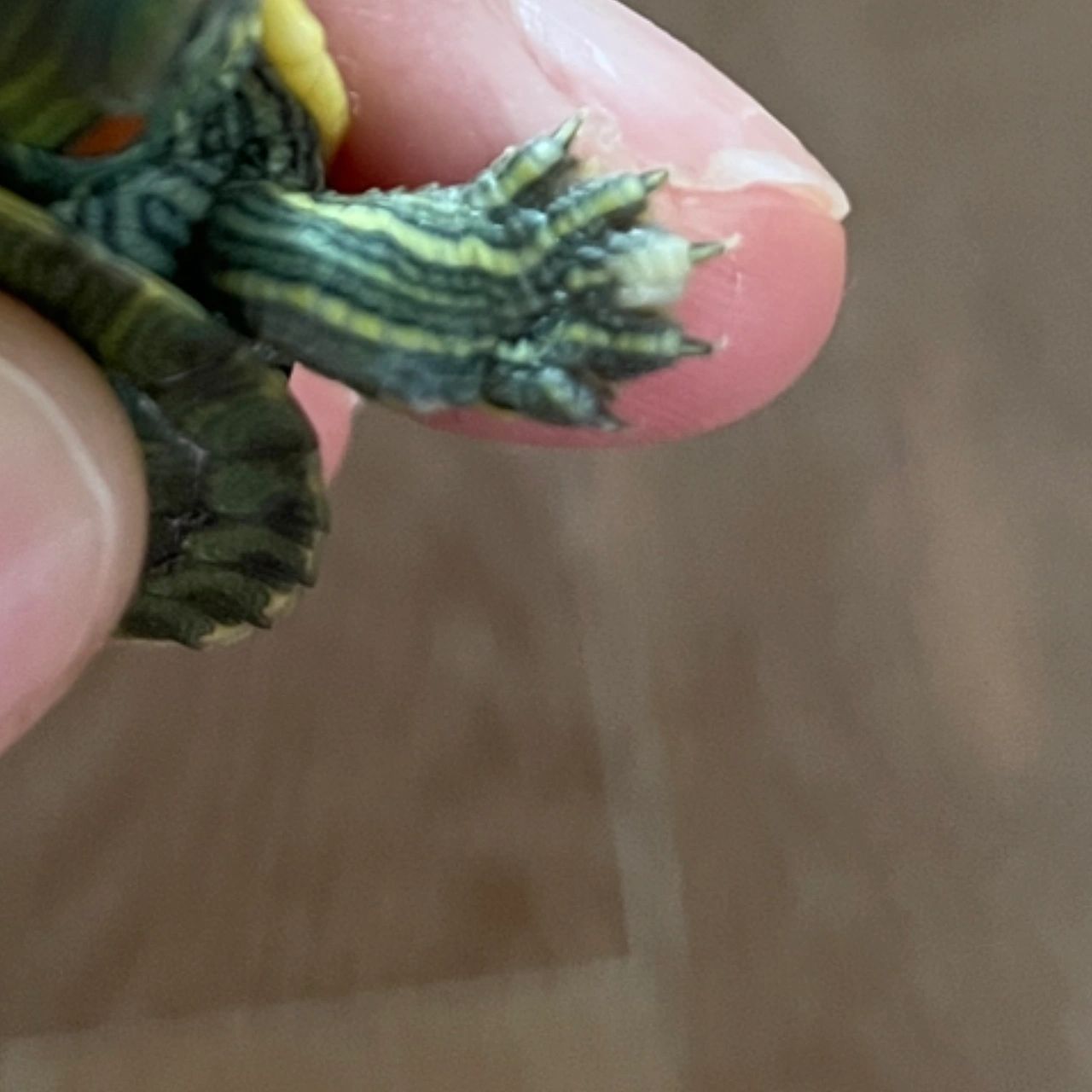 小乌龟爪子发白浮肿图片