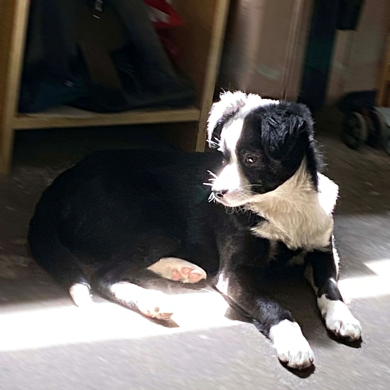 边牧x土狗串串 买她的时候老板:她妈是边牧!她妈是边牧!