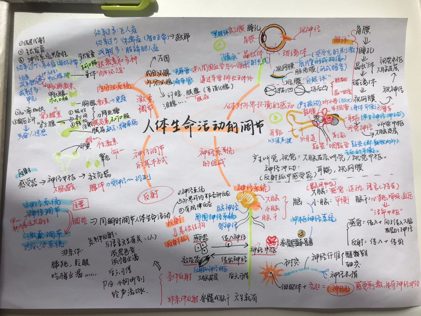 生物思维导图       画了俩小时