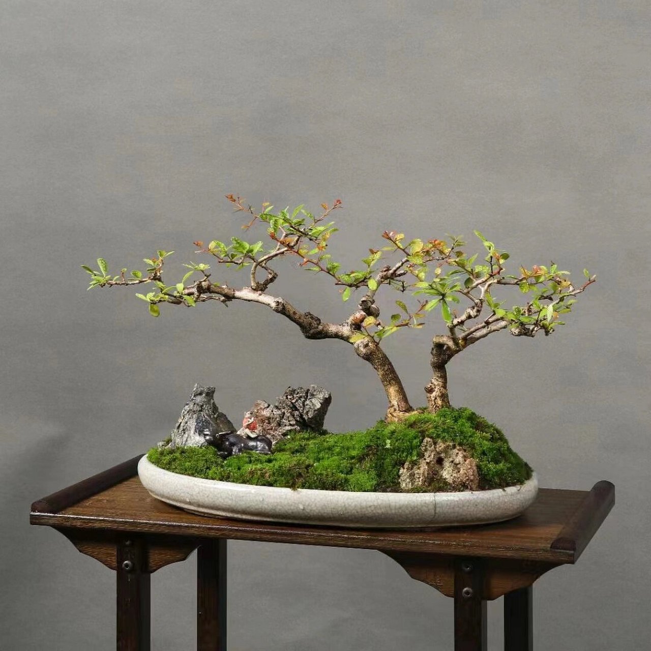 老树桩绣花针盆景,双杆飘枝,开花结果,寿 老树桩绣花针盆景,双杆飘枝