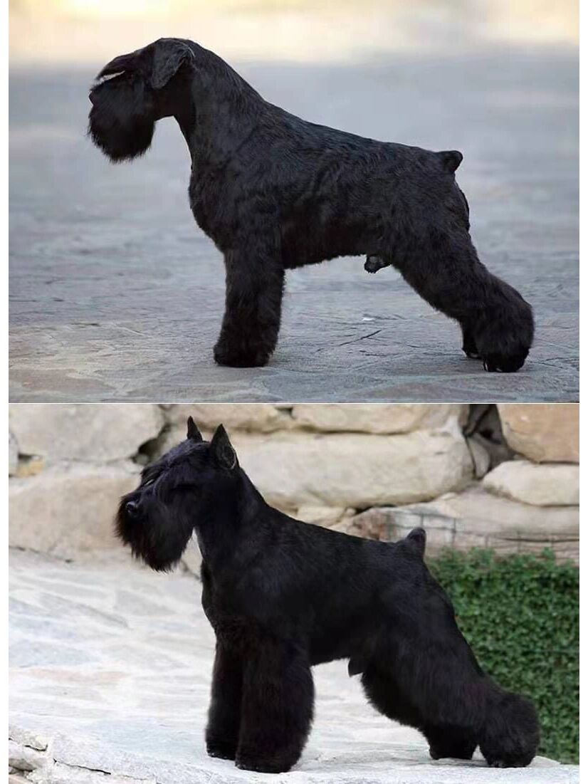 黑色迷你雪纳瑞你需要知道更多! 嗨.大家好.我是慕慕.