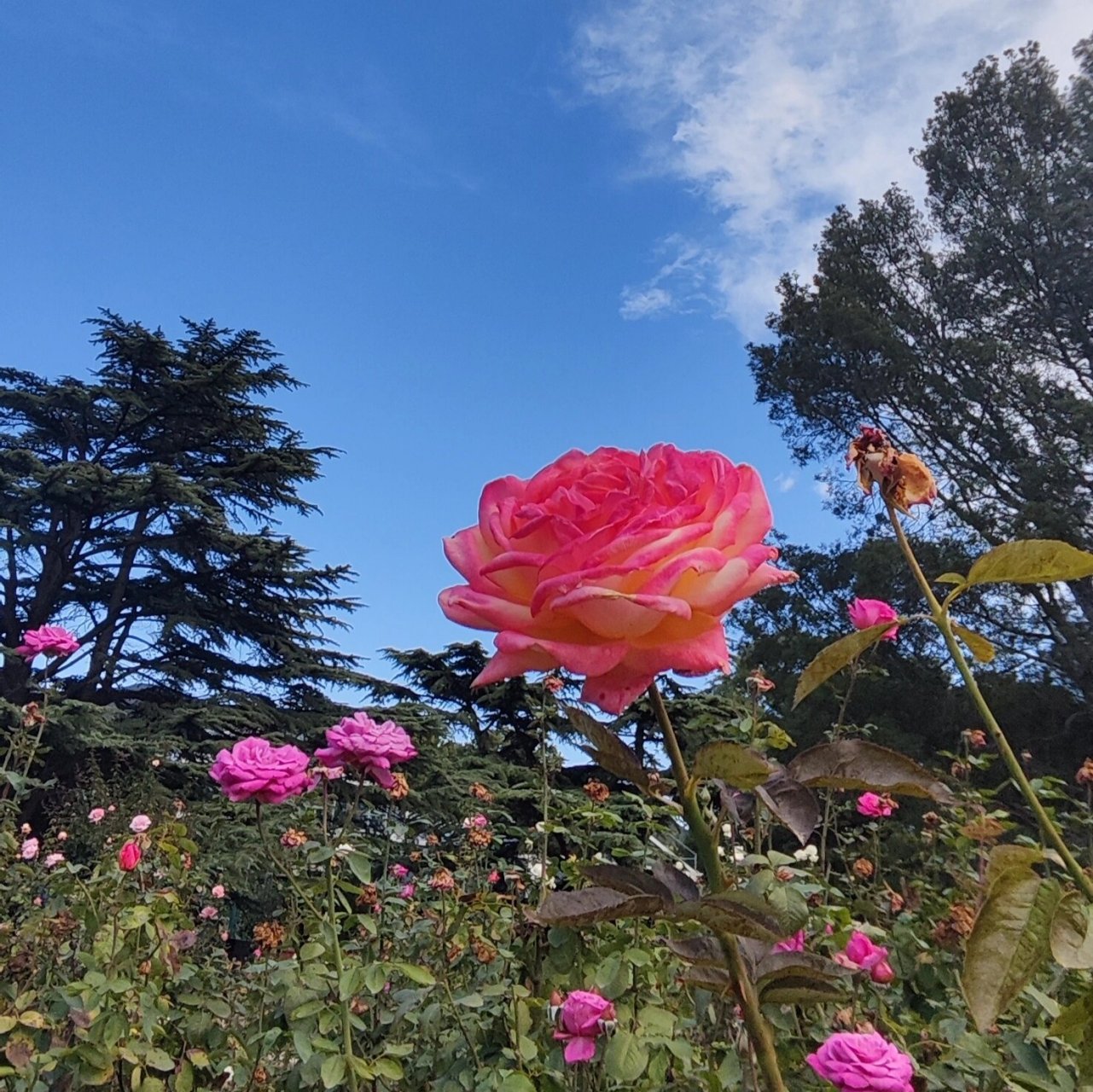 五十岁头像 风景图片