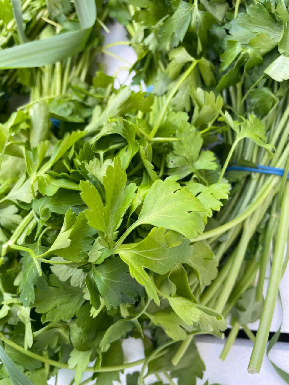 如何区分香菜和欧芹?靠闻!靠尝93