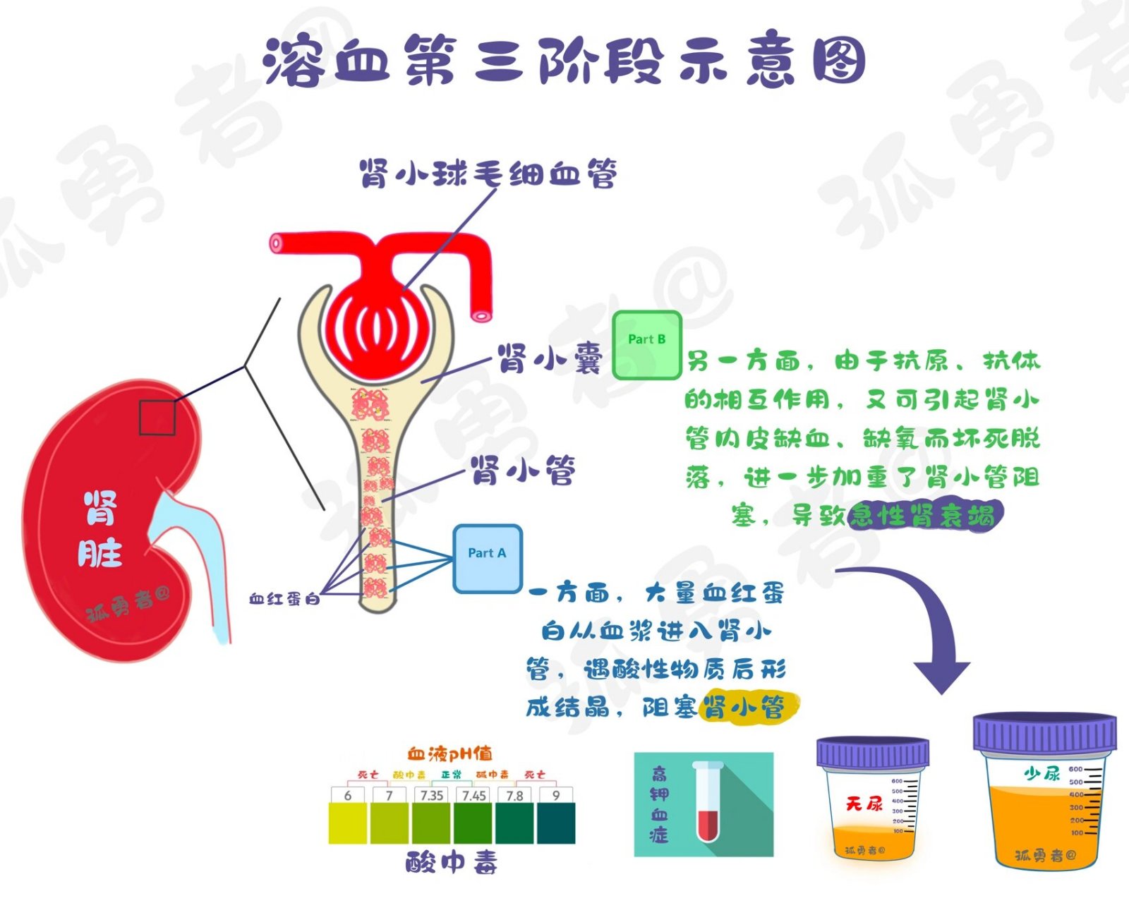 造血过程图片