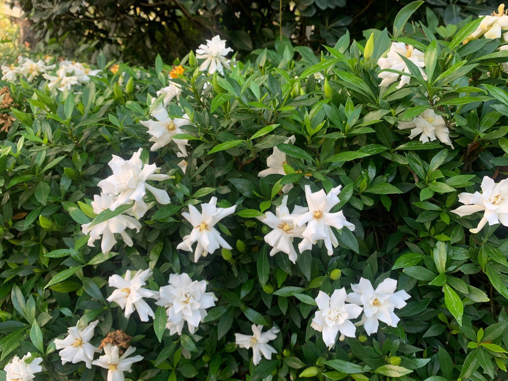 长得极好的小叶栀子花 小叶栀子,是茜草科栀子属的常绿灌木或小乔木