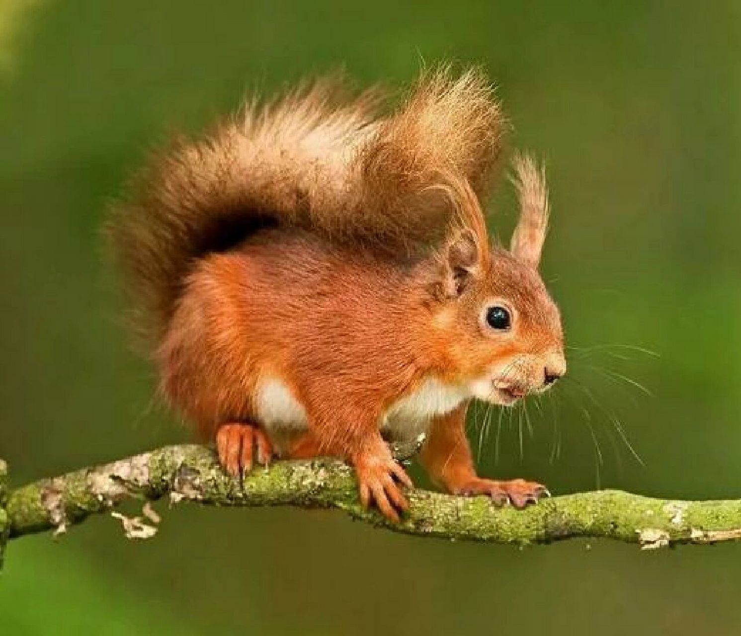 松鼠-啮齿目松鼠科动物9715 别称树鼠 松鼠的原产地是中国的东北