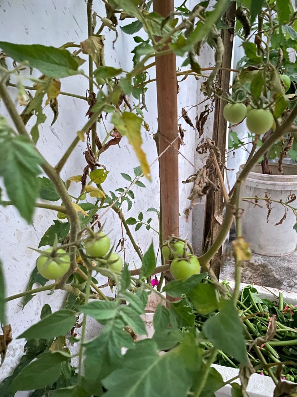 番茄打顶与不打顶的区别    今天就来说一下打顶与不打顶的区别吧,图