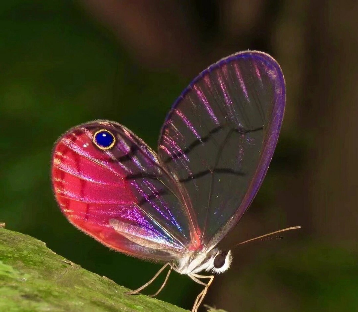 【动物拟人眼妆一—玫瑰水晶眼蝶】 世界最稀有的蝴蝶之一玫瑰水晶