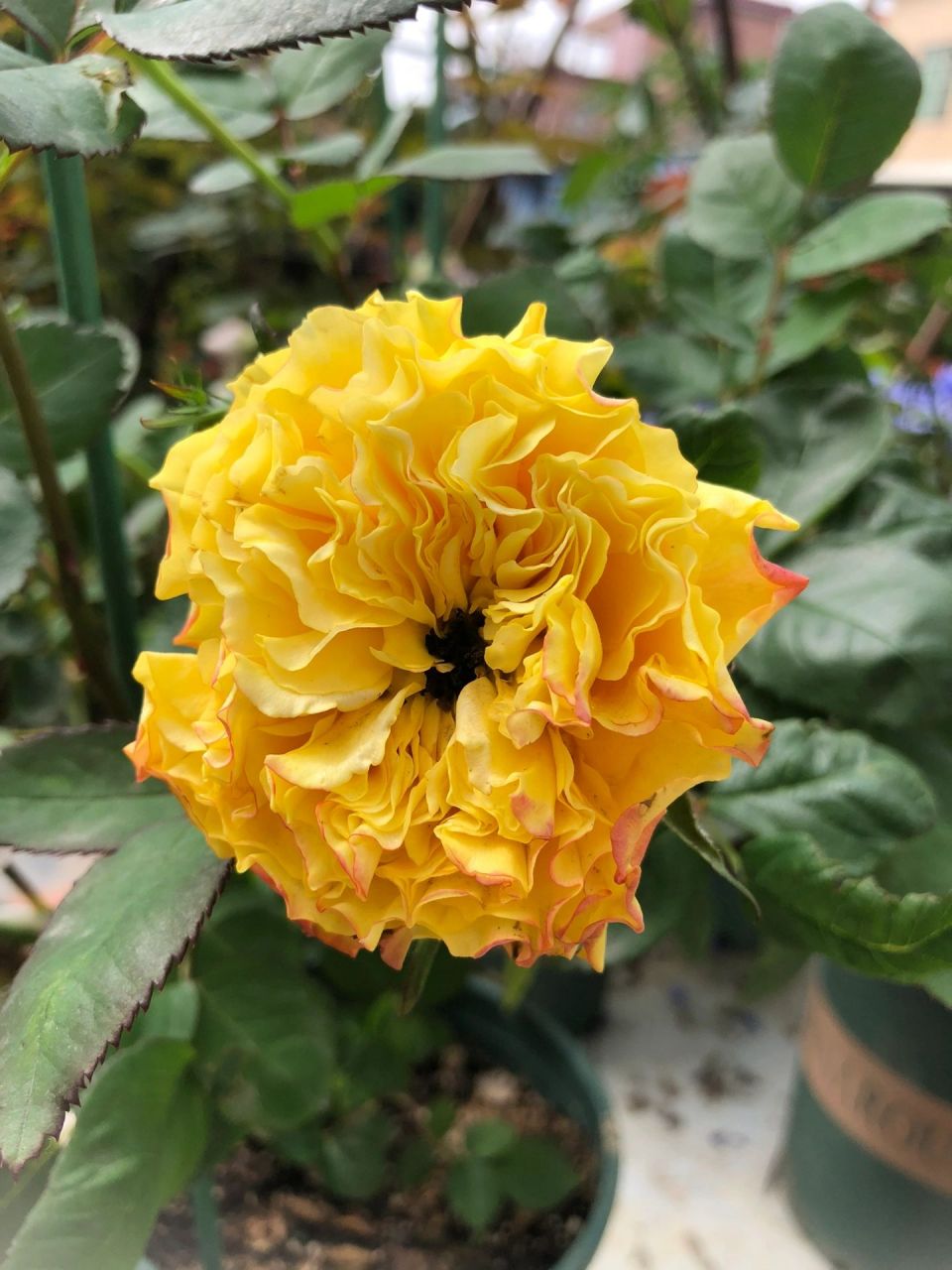 芒果酒吧月季     带波纹边,花色刚开有点带橙边,耐晒耐雨淋,颜色饱和