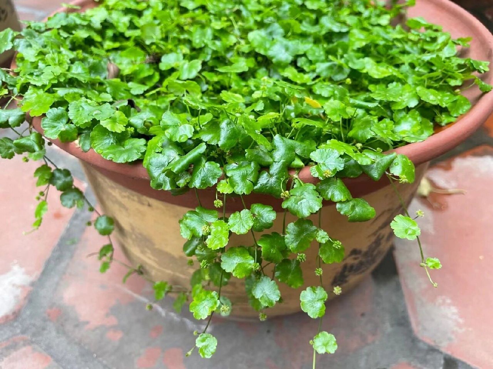 遍地锦常用于治疗各种热性的口腔溃疡,口腔炎,民间采其煮水代茶喝