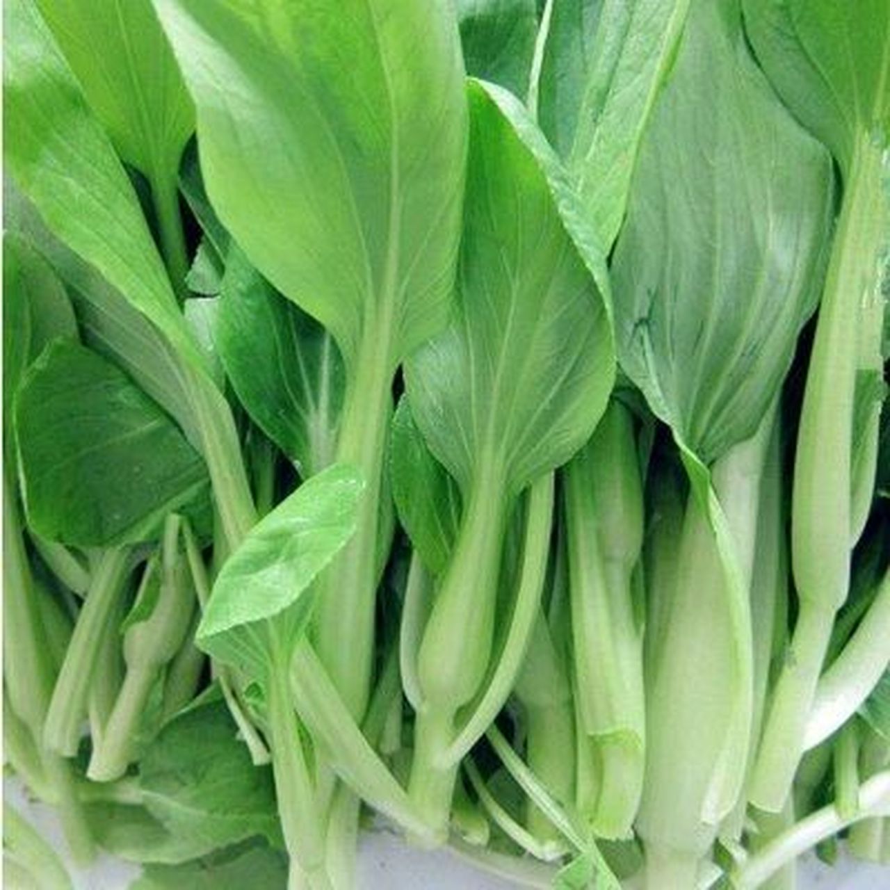 鸡毛菜又名青菜,小白菜,上海青,是十字花科蔬菜大白菜的变种,为含