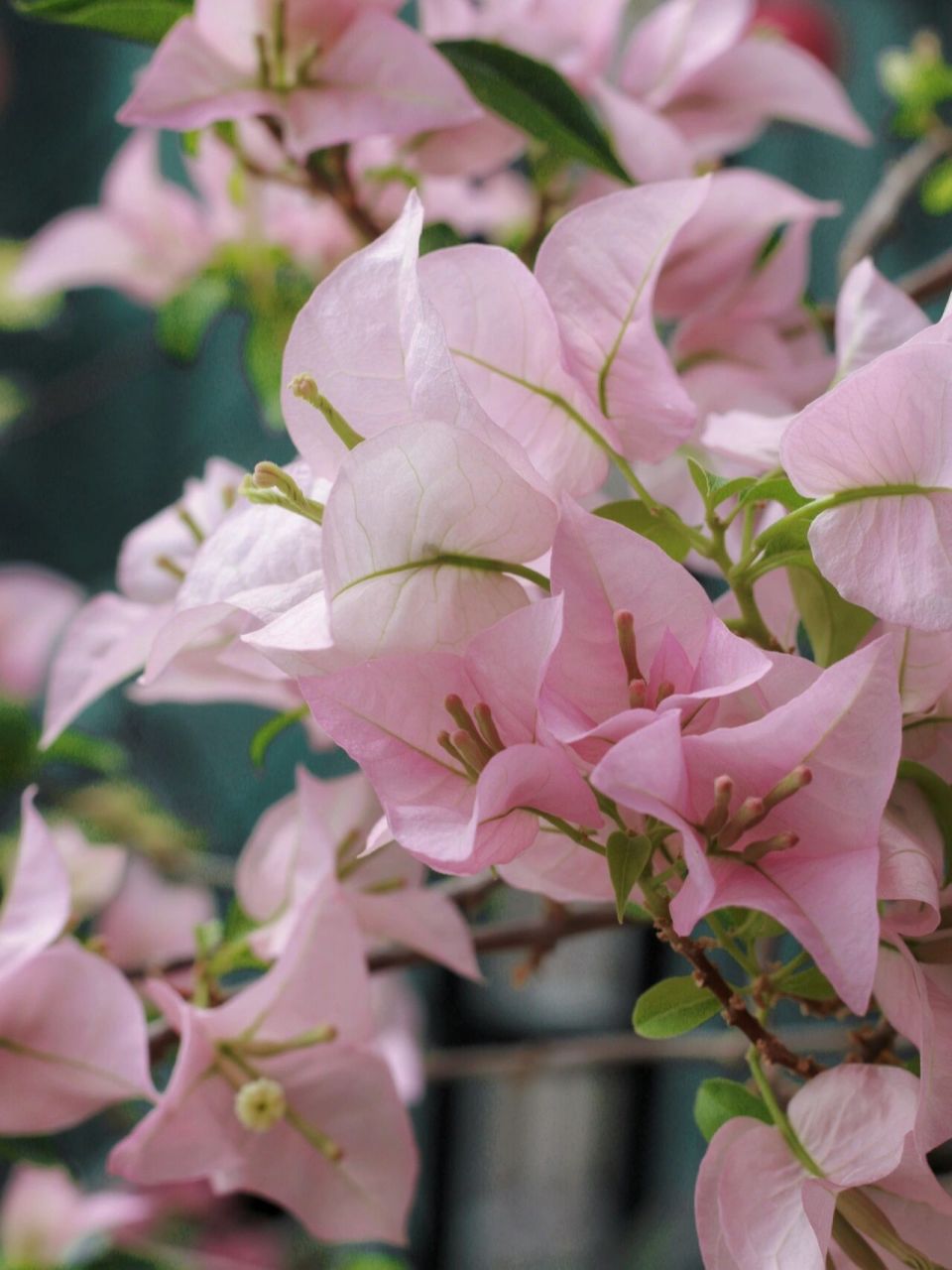 粉色系仙女三角梅-粉天使 粉天使的优点:花大,颜色仙,不掉花(风吹雨打