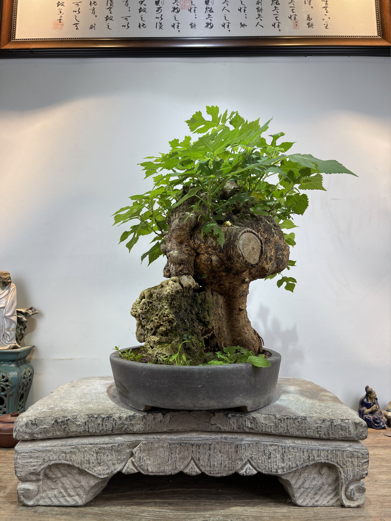 构树盆景,你见过吗?