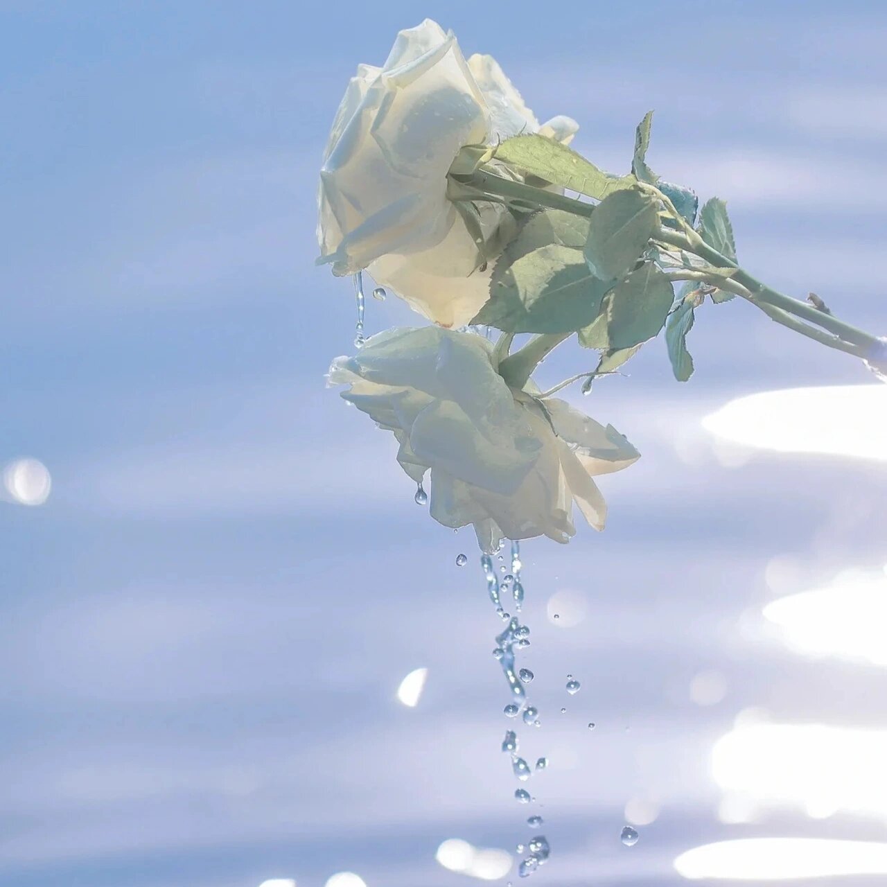 明媚头像 春光烂漫 💐