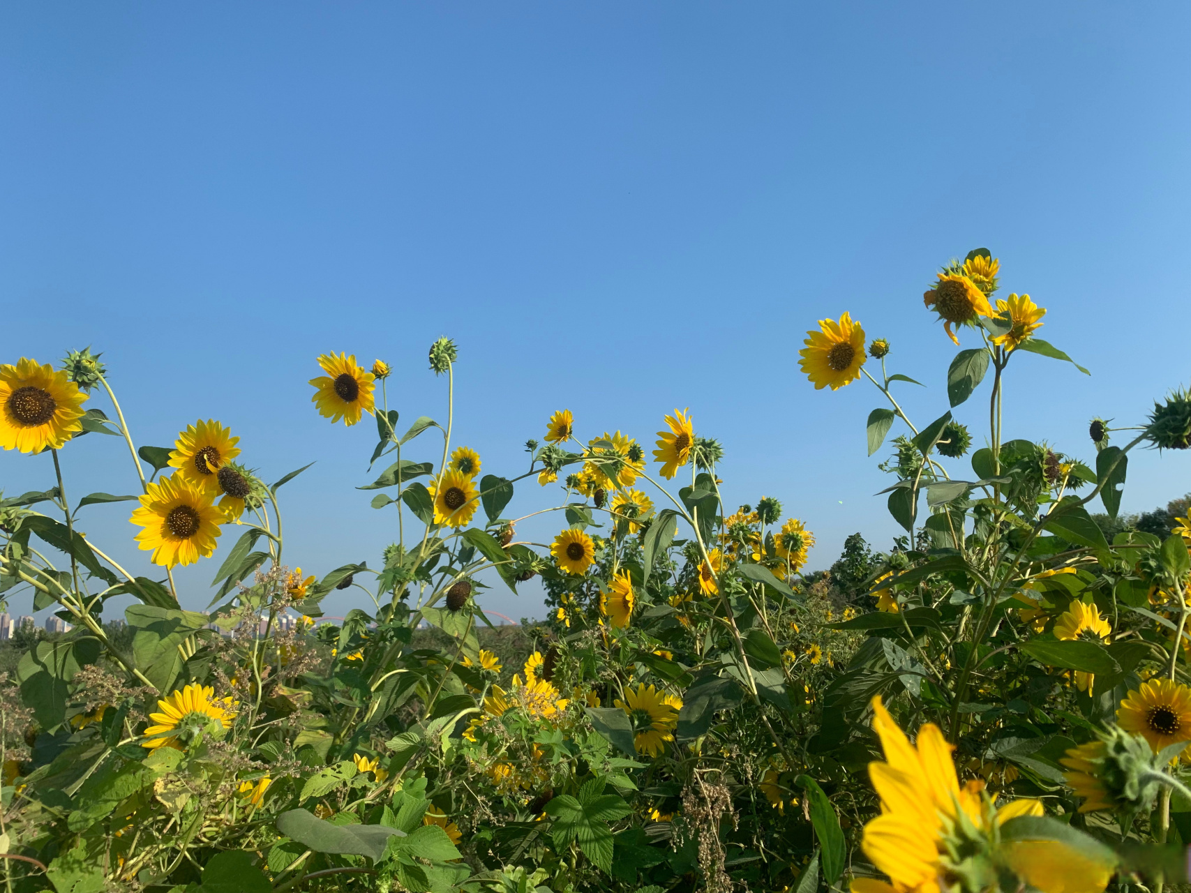 野葵花诗歌图片