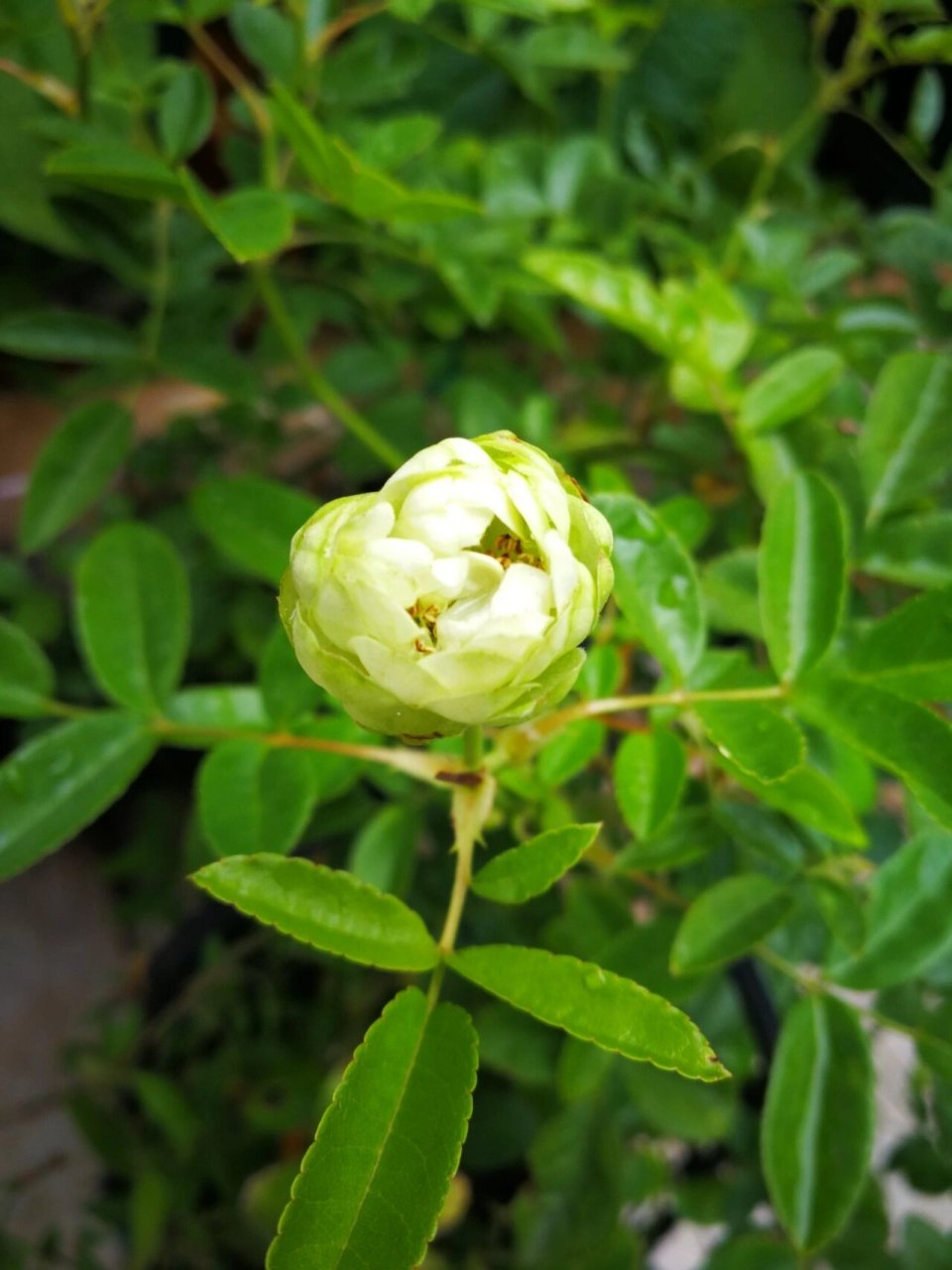 绿色的花花—独特的绿萼月季 96我一直少有花开绿色的花花,这棵"绿