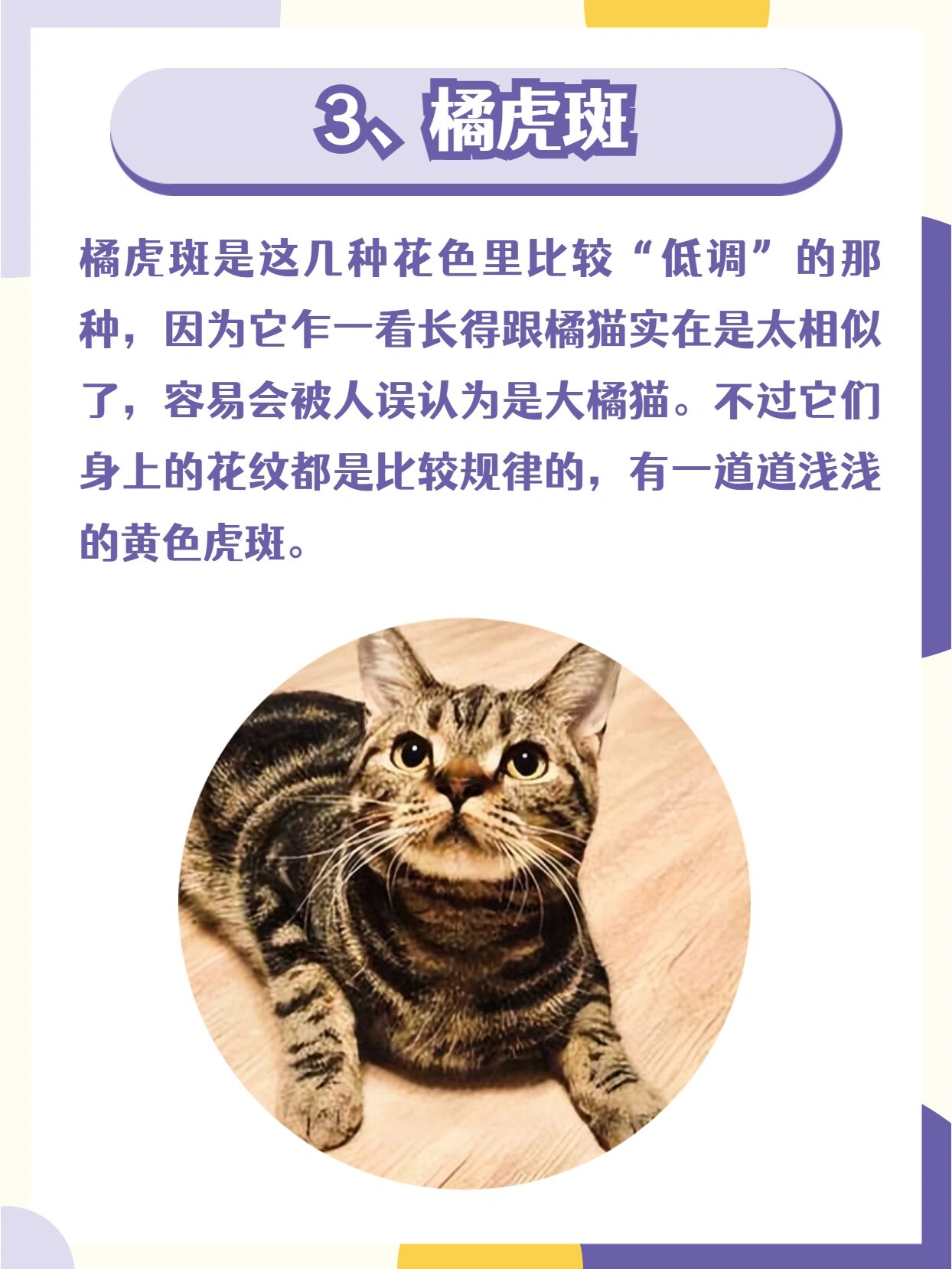 常见的76615种美短猫花色,你都认识吗?