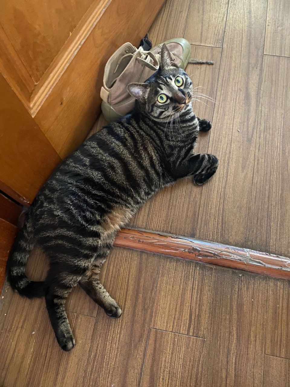 大家看看,这是全网最黑狸花猫吗?