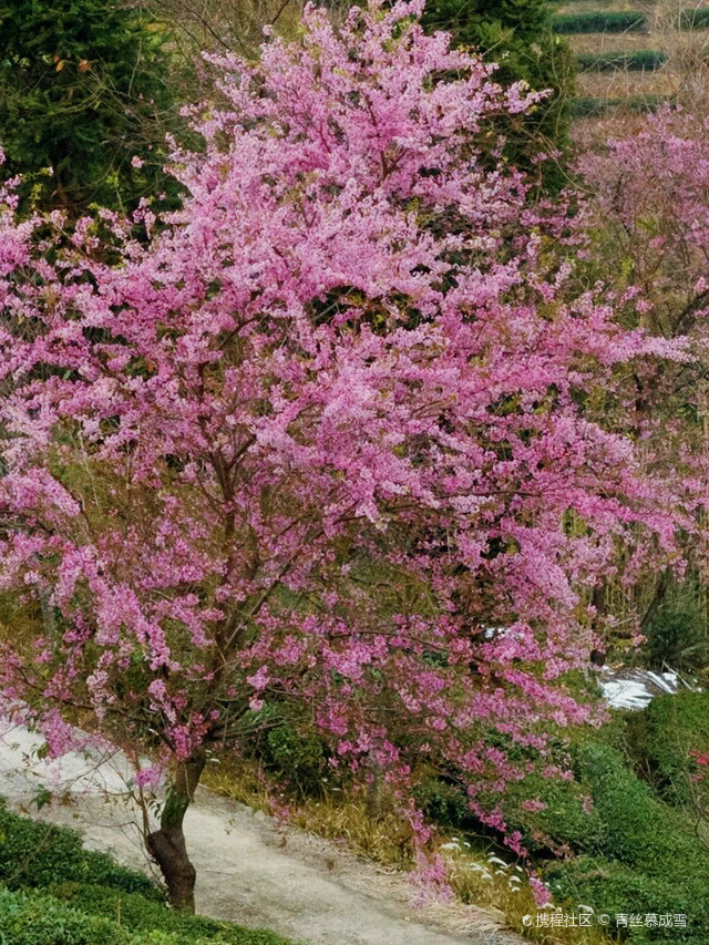 广东最大赏樱地,新丰樱花峪游玩攻略