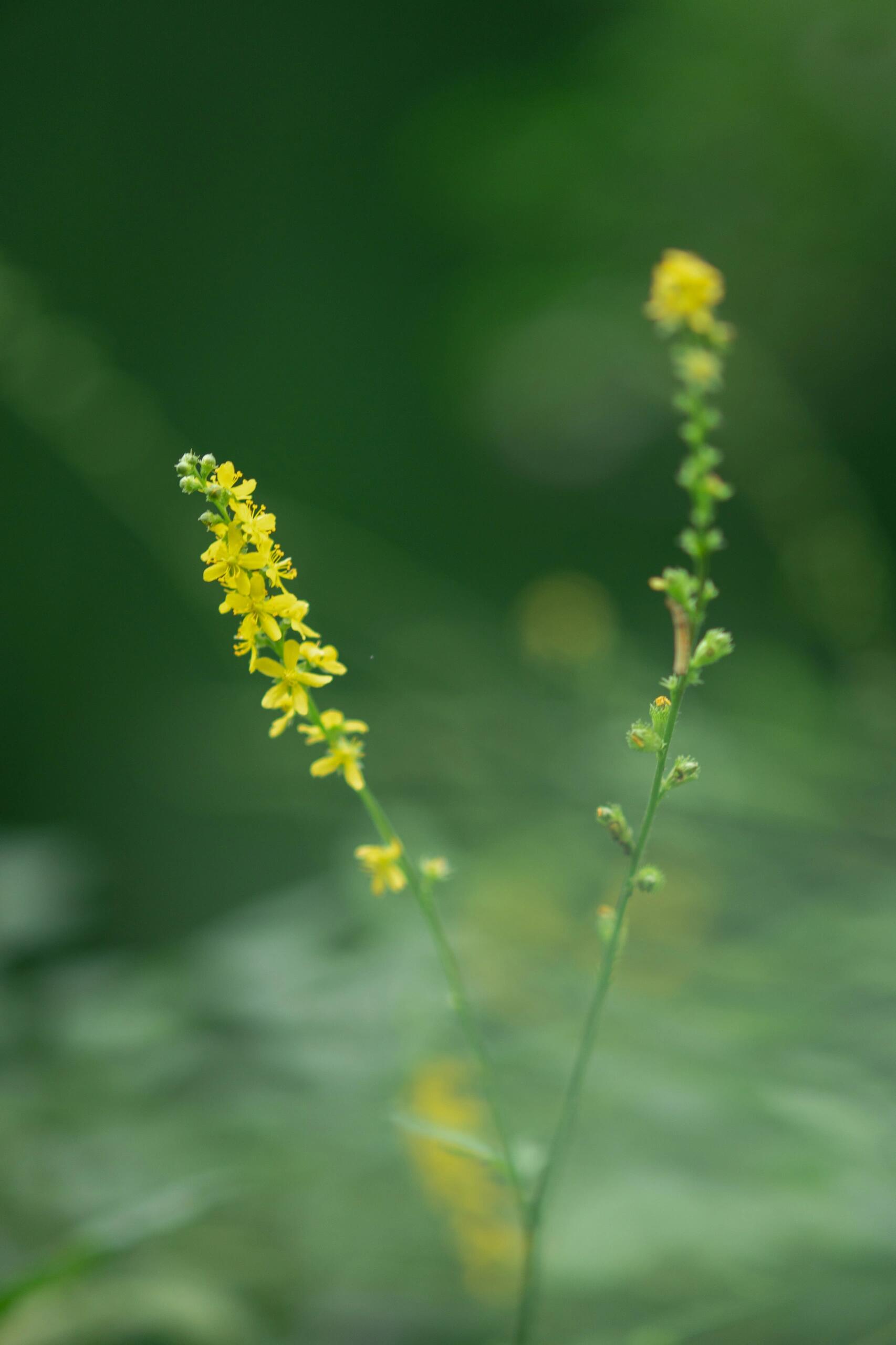 蔷薇科龙芽草属多年生草本植物.