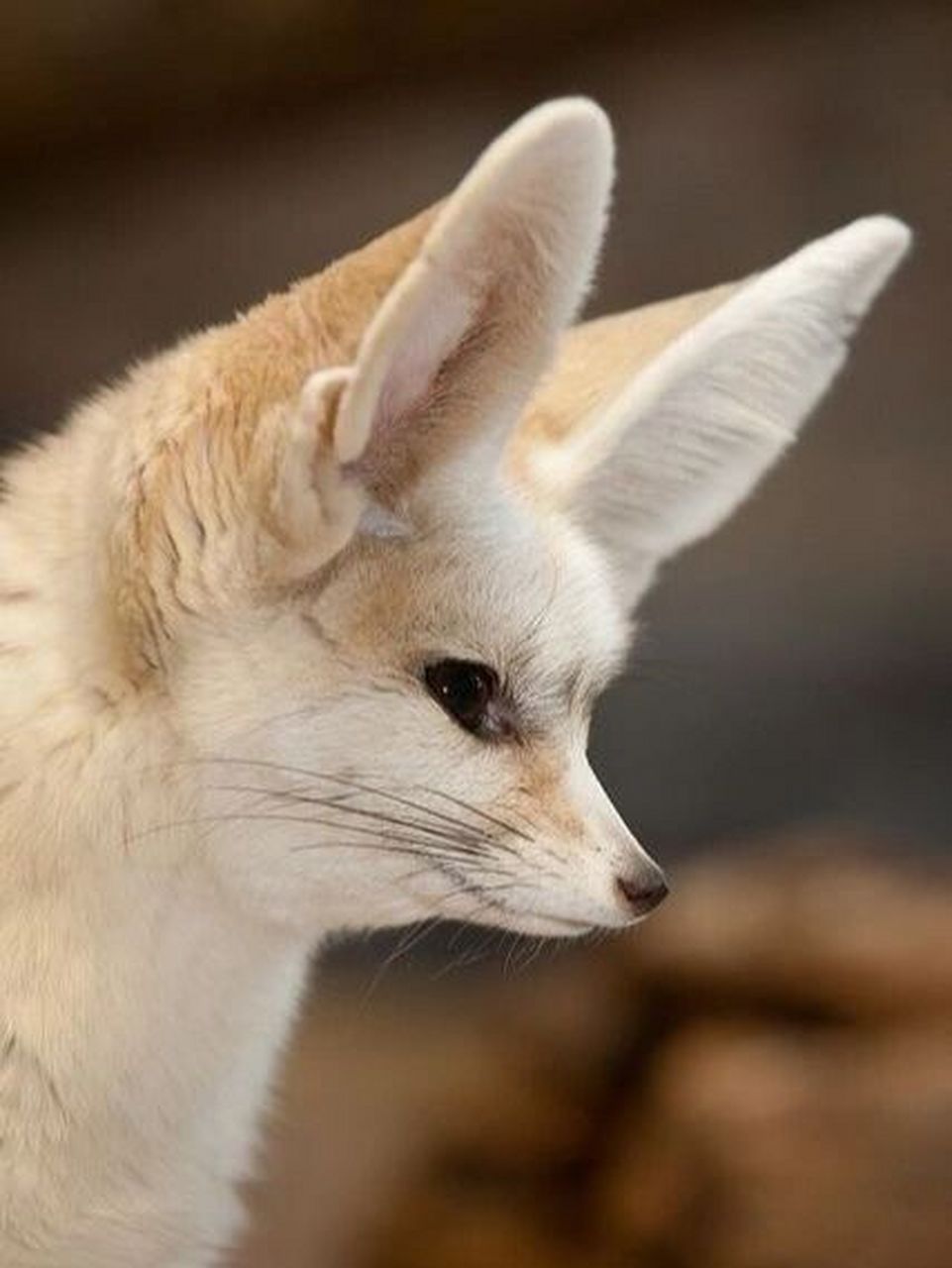 虽然属于狐狸,但由于与其他狐狸种存在生物学上的差异,一些学者将