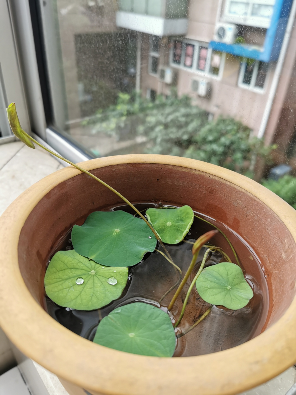 我的碗莲买的是9.