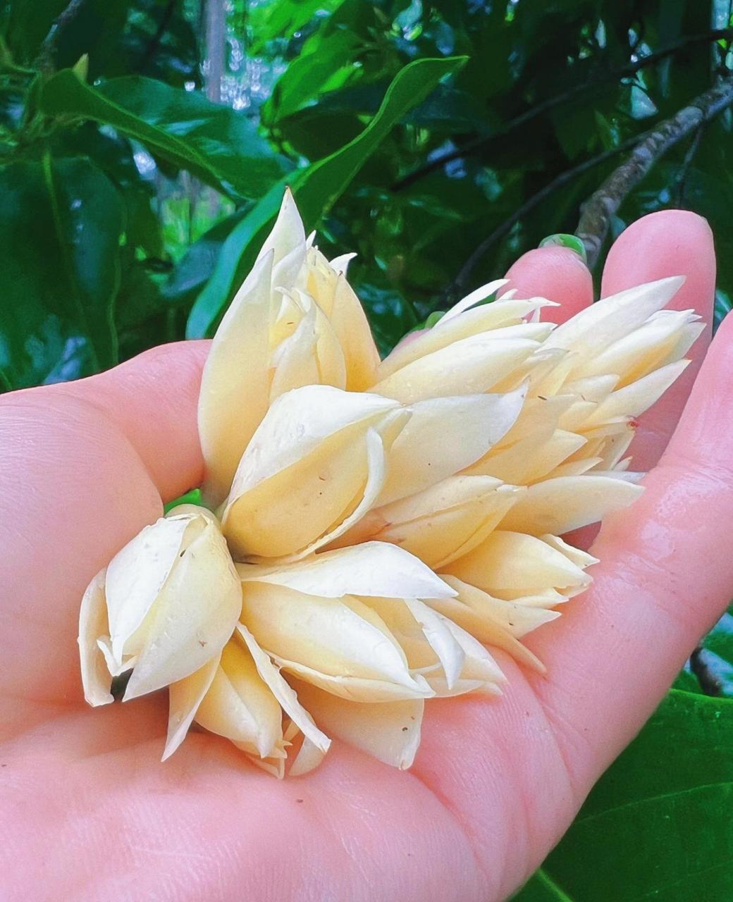 黄角兰花语:"纯洁的爱 真挚的情"  下雨天也不能阻挡摘黄角兰的脚步