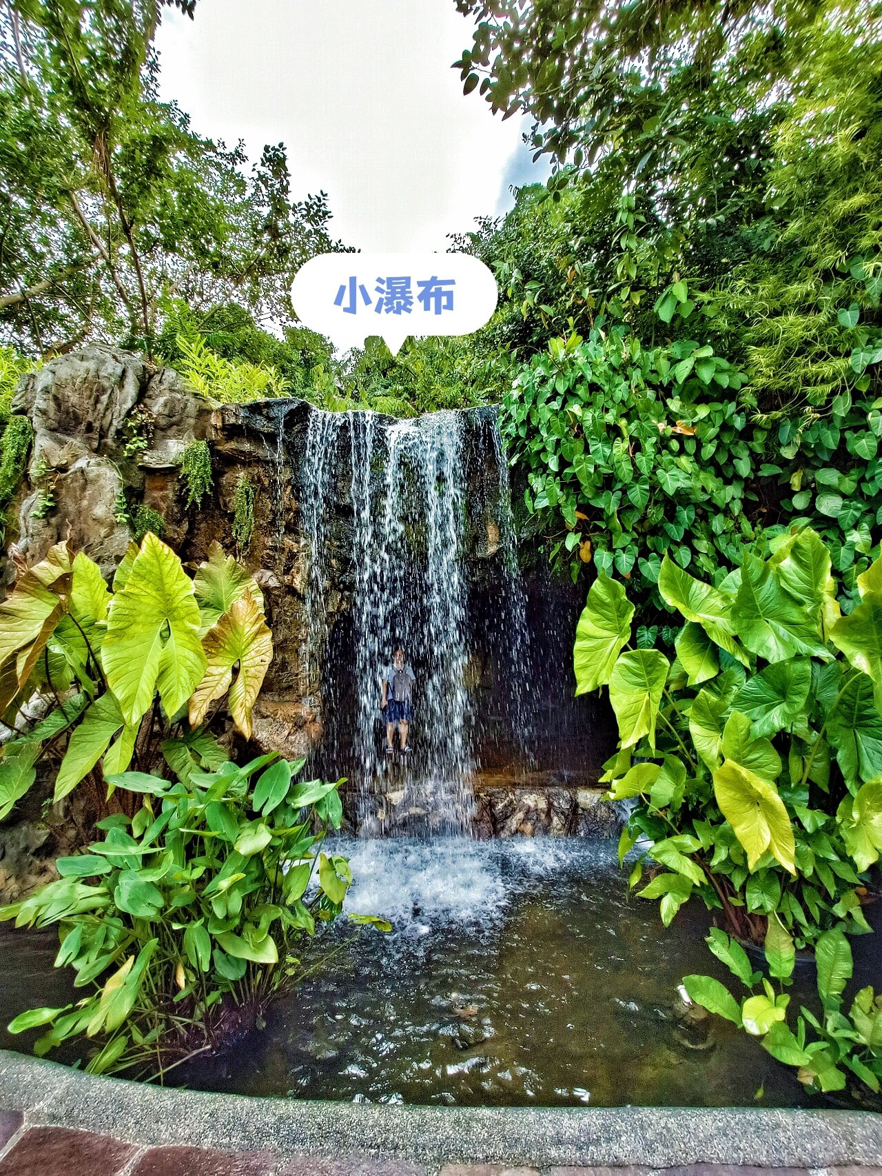 9492 新加坡胡姬花园 | 好疗愈