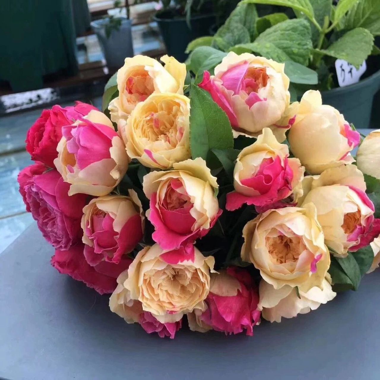 看图对月季品种:风月(四大妖花之一)