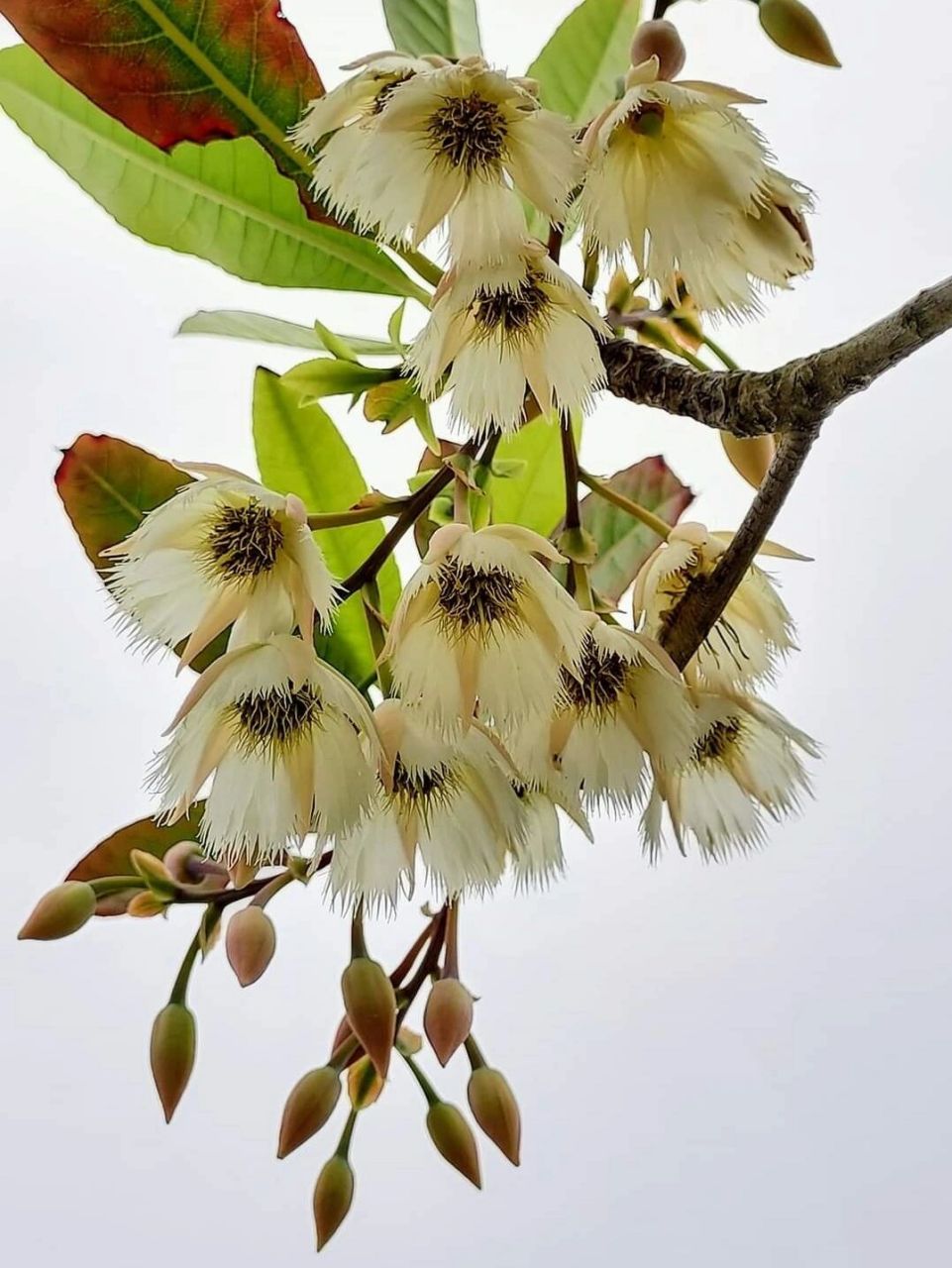 榕树的花序图片