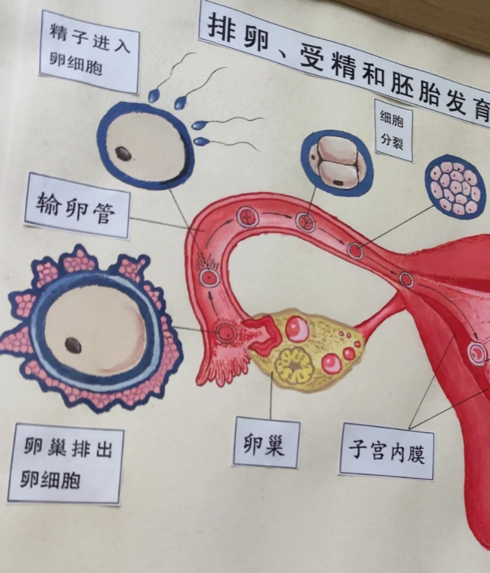 卵细胞排出时所经过的器官和结构
