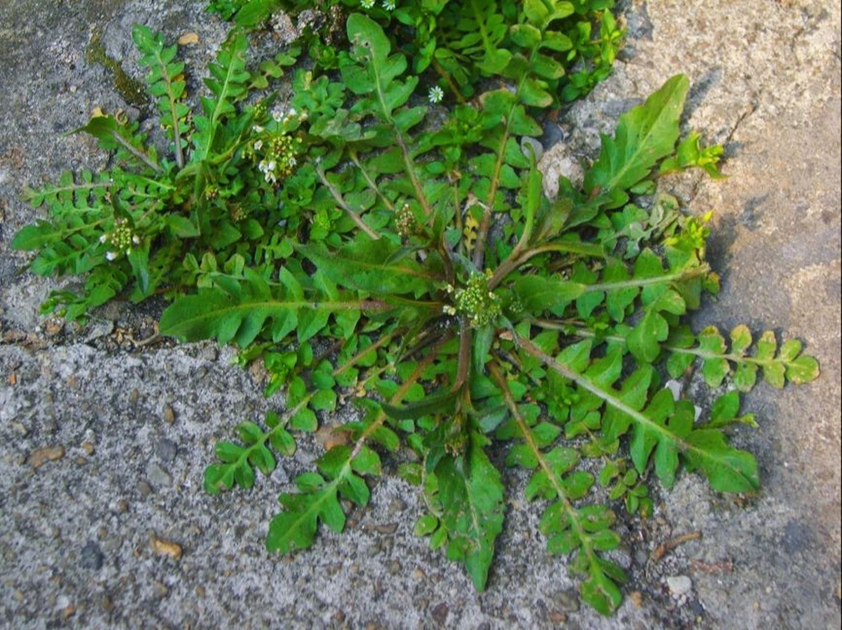 (一)吃野菜正当时之荠菜 别名:荠菜又叫地菜,清香无比,被称为菜中