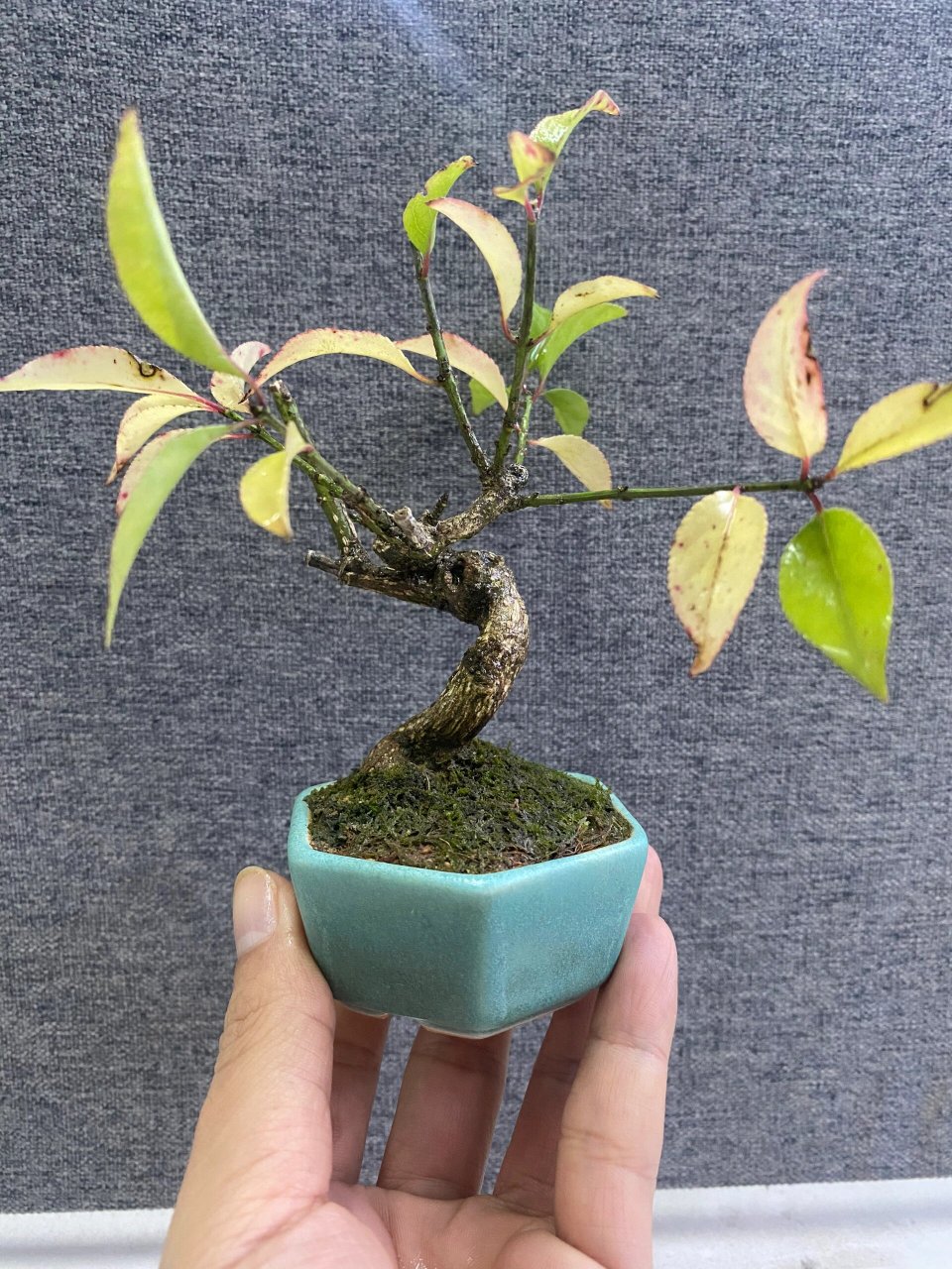 豆盆系列～真弓卫矛   99真弓,俗称"山卫矛",是卫矛科卫矛属植物