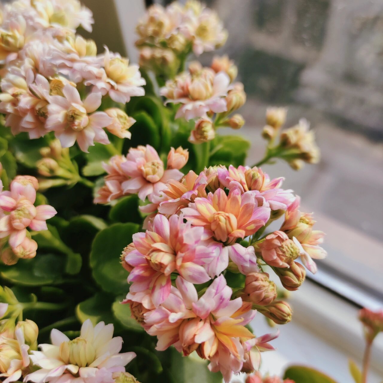 长寿花复花——柠檬汁