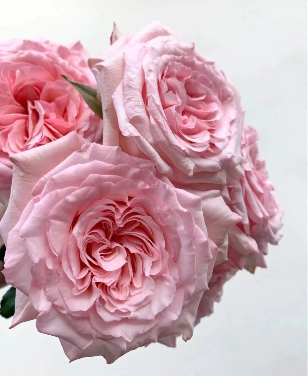 今日识花‖ 认识9款自带香味的玫瑰 粉佳人 自带水果香味的粉色少女感