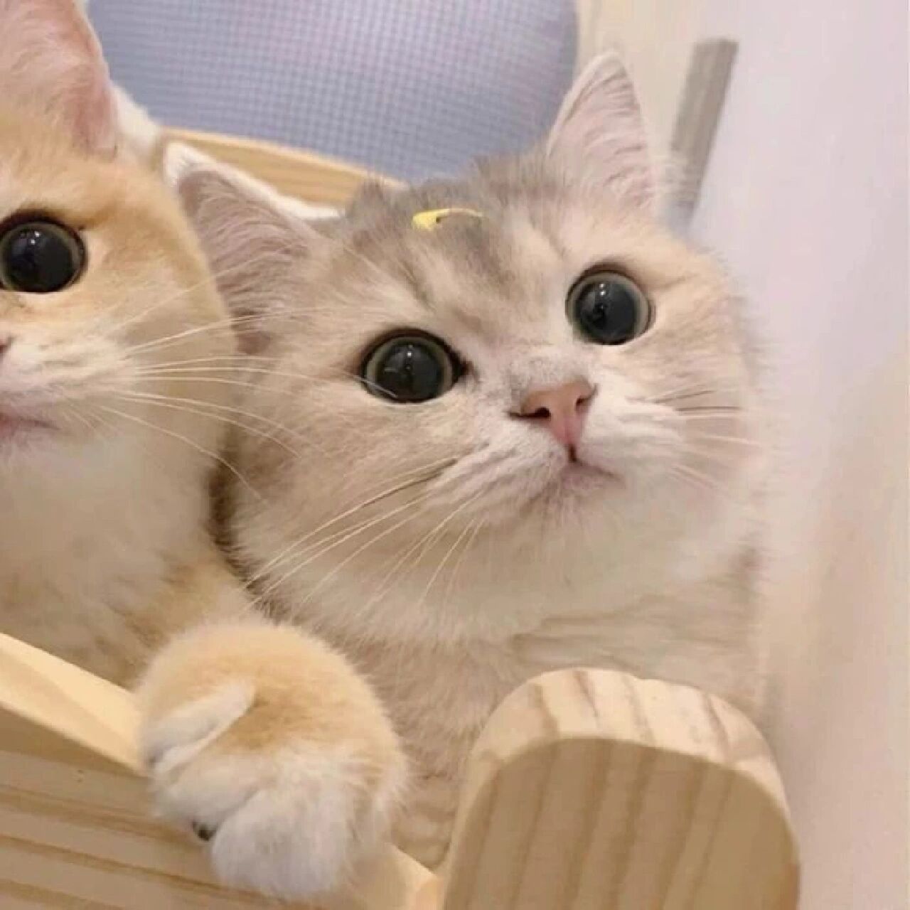 情侣头像/微信头像 秋天是倒放的春天 晚安是爱你的续篇.