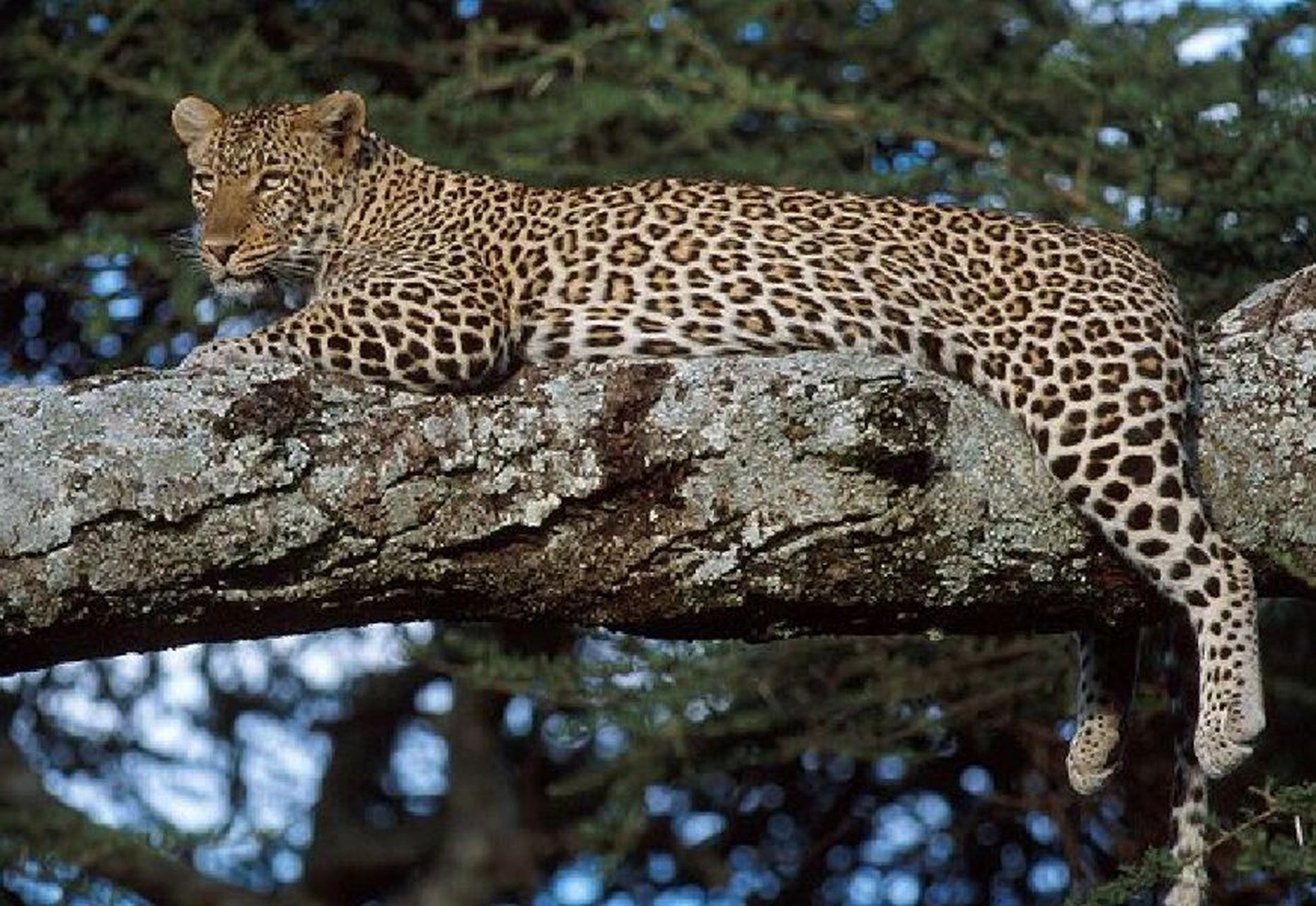 丛林之王 花豹 92命名:花豹(学名:panthera pardus):是哺乳纲,猫科